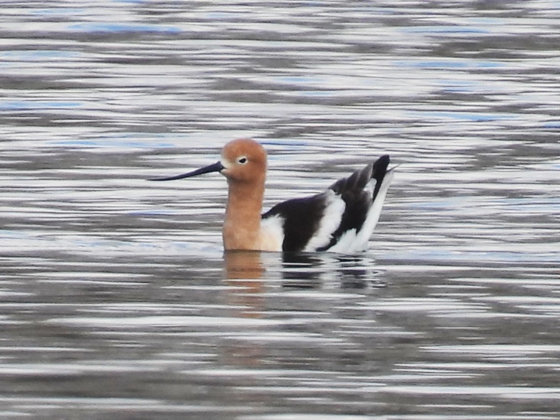 American Avocet
